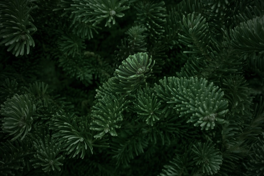 types of christmas trees - fraser fir