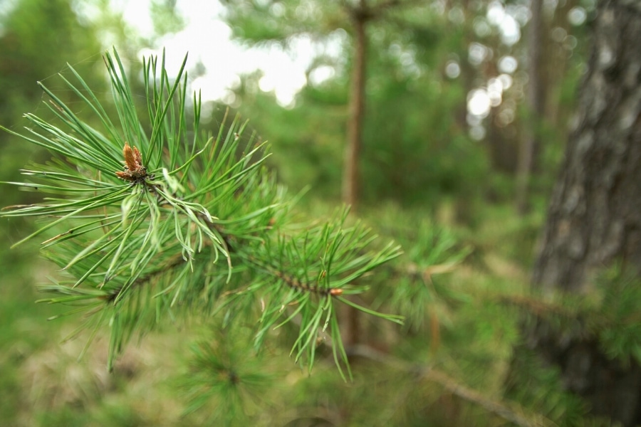 scotch pine trees