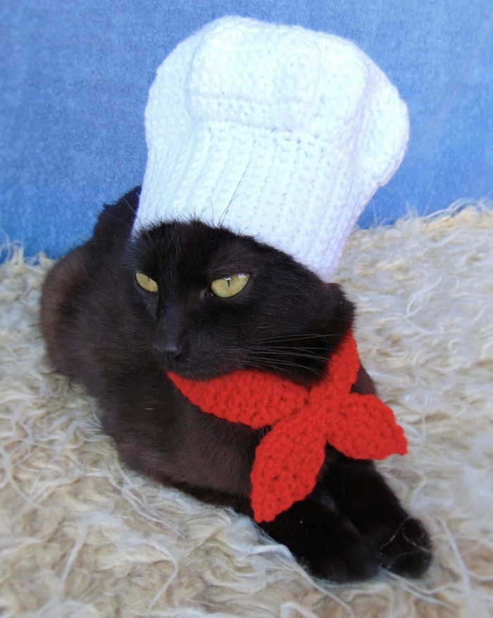 15 Pics of Judgmental Cats Wearing Hats | Let's Eat Cake
