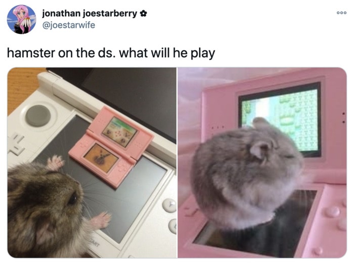 29 Of The Cutest Hamster Memes We Could Find So Far Let S Eat Cake