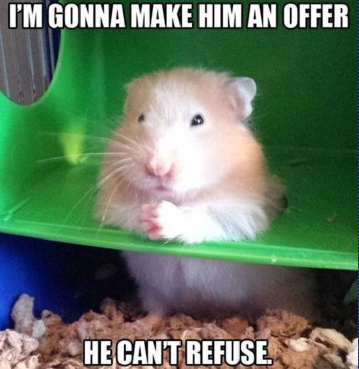 Hamster Pfp Meme ~ 29 Of The Cutest Hamster Memes We Could Find (so Far ...