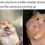 29 of the Cutest Hamster Memes We Could Find (So Far) - Let's Eat Cake