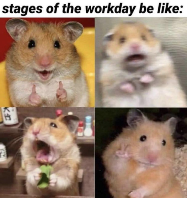 29 Of The Cutest Hamster Memes We Could Find (So Far) | Let's Eat Cake