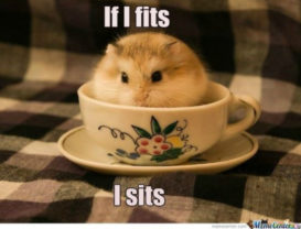 29 of the Cutest Hamster Memes We Could Find (So Far) | Let's Eat Cake