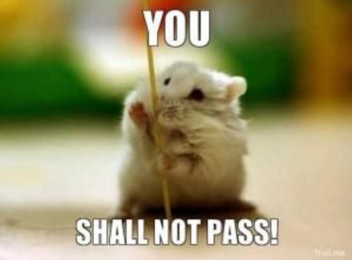 29 Of The Cutest Hamster Memes We Could Find So Far Let S Eat Cake