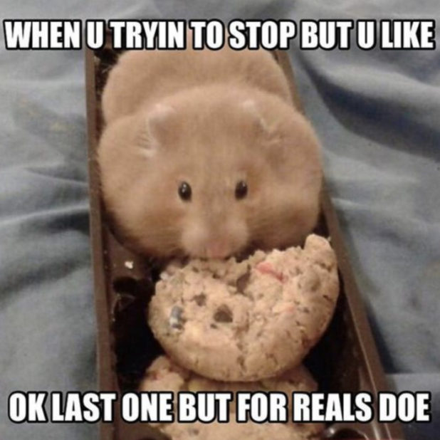 29 of the Cutest Hamster Memes We Could Find (So Far) | Let's Eat Cake