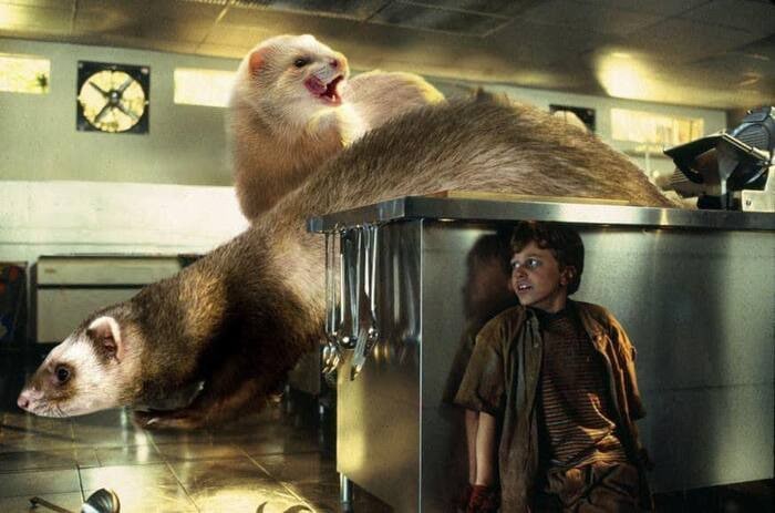 Jurassic Park Dinosaurs Replaced By Ferrets - Kitchen Velociraptors