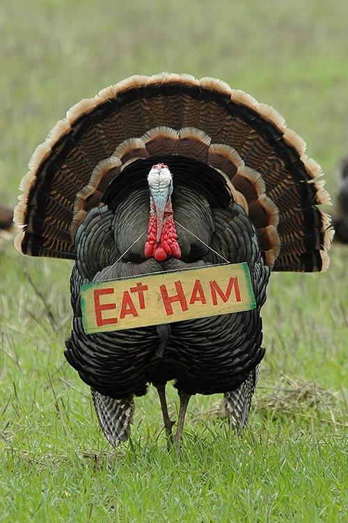 Thanksgiving Jokes - Turkey Holding Eat Ham Sign