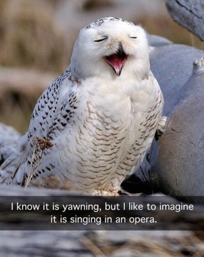 25 of the Cutest Owl Memes to Brighten Your Day Let's Eat Cake