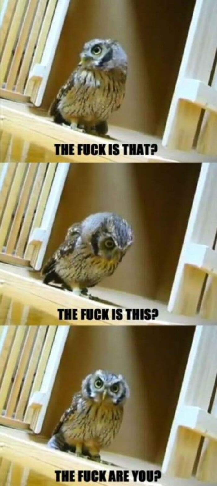 25 of the Cutest Owl Memes to Brighten Your Day Let's Eat Cake