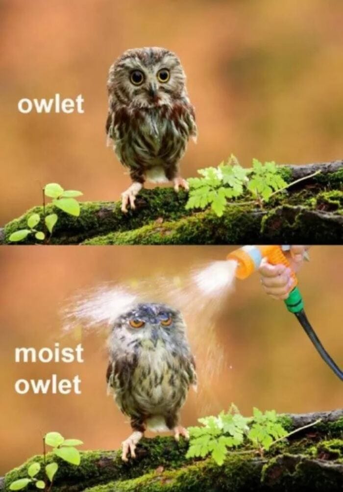 25 of the Cutest Owl Memes to Brighten Your Day | Let's Eat Cake