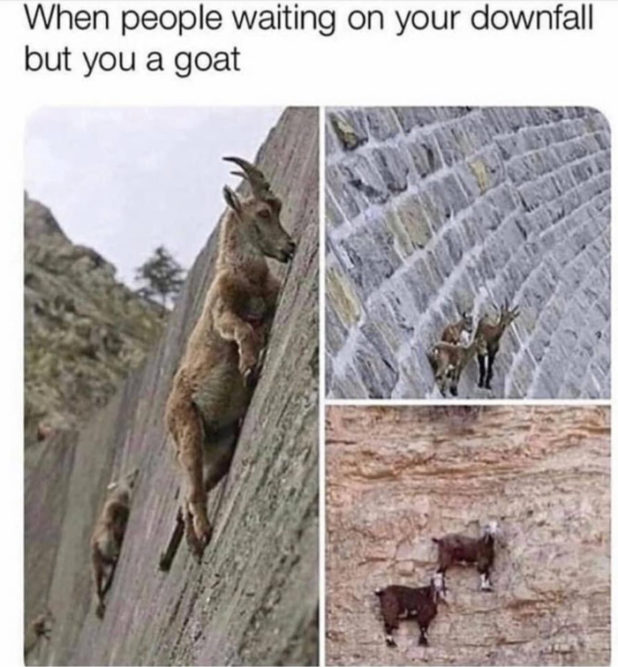 25 Of The Funniest Goat Memes So Far Lets Eat Cake