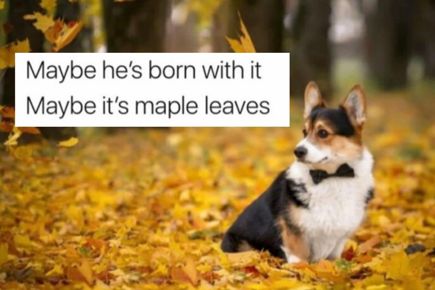 19 Fall Puns That We39re Falling For - Let39s Eat Cake