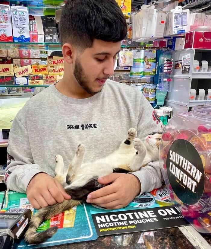 Bodega Cats - holding at register