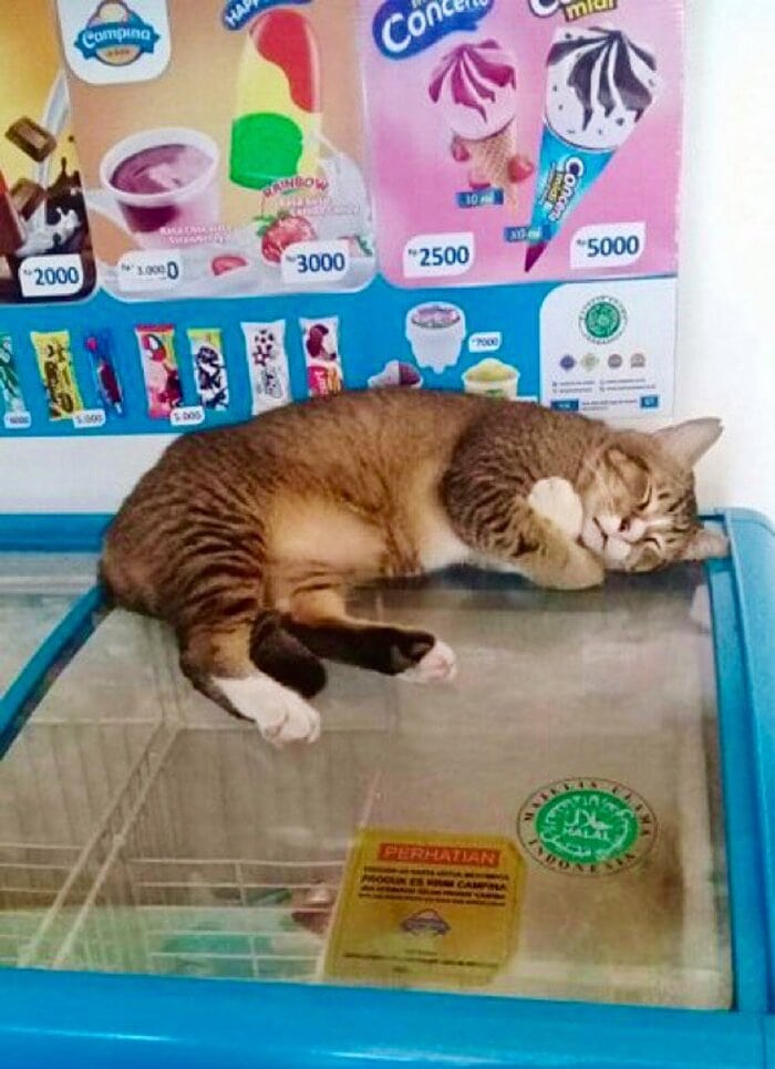 Bodega Cats - sleeping on freezer