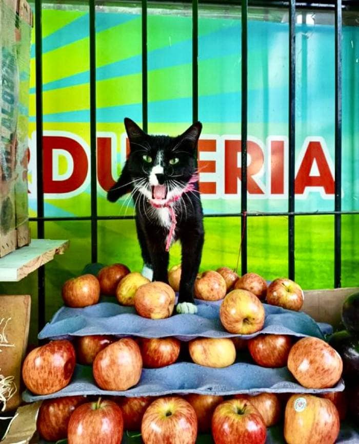 Bodega Cat - apples