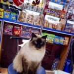 Bodega Cats - guarding chips