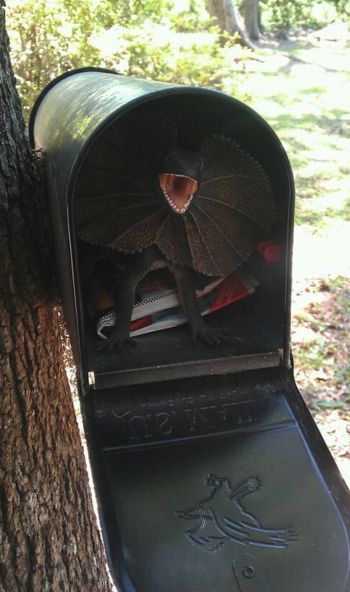 April Fools Pranks - mailbox scare