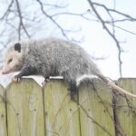 Interesting Facts - Opossum on a Fence