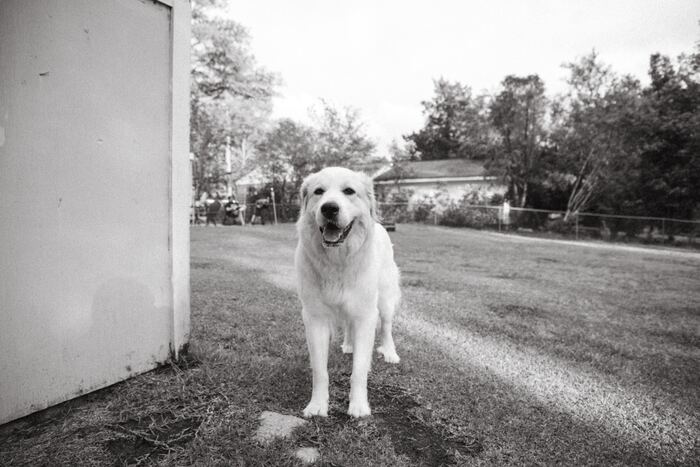 Interesting Facts - Great Pyrenees