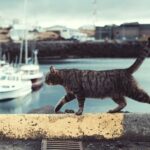 Interesting Facts - Cat at a Pier