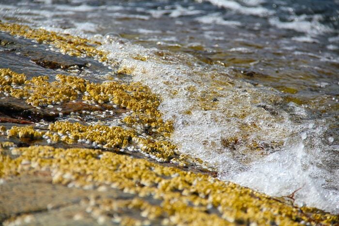 Interesting Facts - Barnacles on Rocks