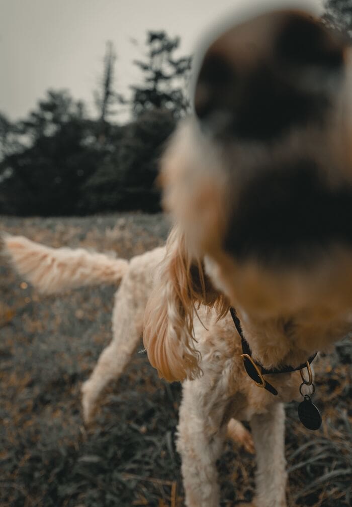 Interesting Facts - Dog Nose Close-Up