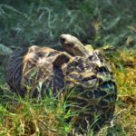 Interesting Facts - Mating Tortoises